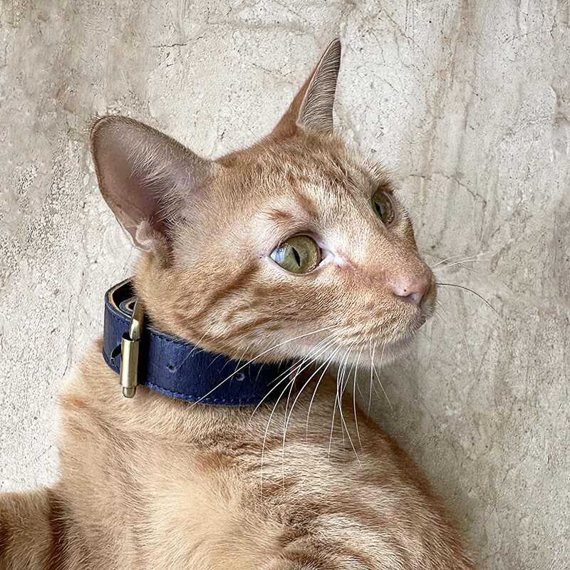 Cat wearing a blue collar against a concrete wall
