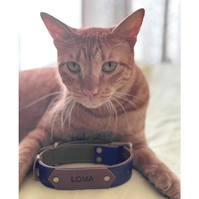 Cat wearing a blue collar with &