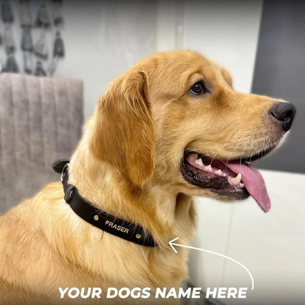 Dog wearing a black collar with 'Fraser' brand name, sitting on a couch.